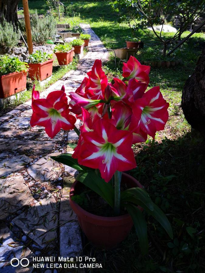 איפסוס Villa Magia מראה חיצוני תמונה